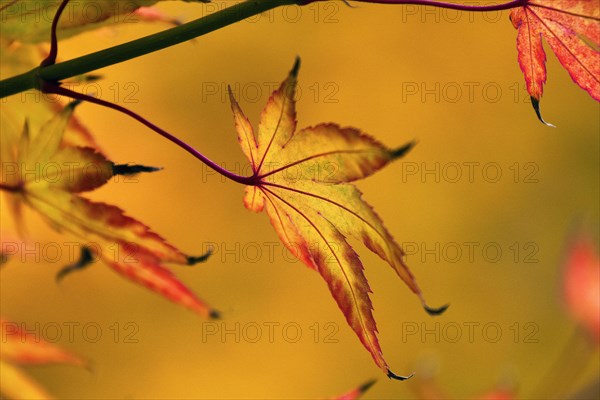 Sick maple leaf glows in the autumn sun