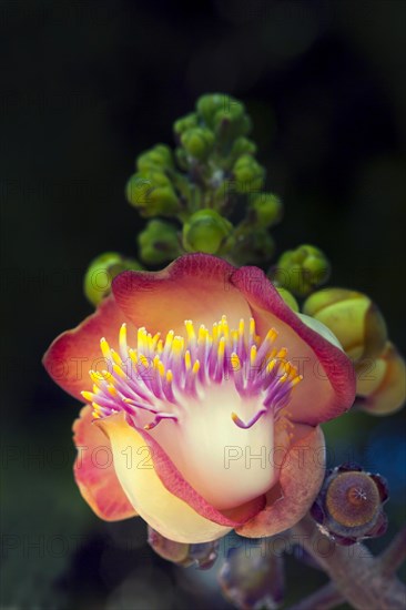 Cannonball tree