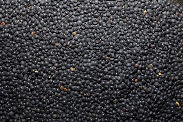 Beluga Lentils