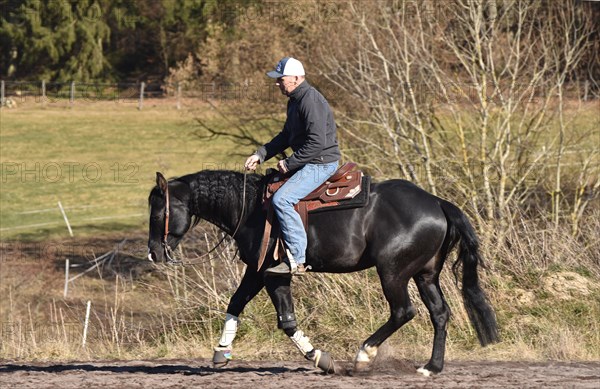 Black stallion of the Western breed American Quarter Horse during training at a gallop on a riding arena