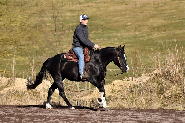 Black stallion of the Western breed American Quarter Horse during training at a gallop on a riding arena