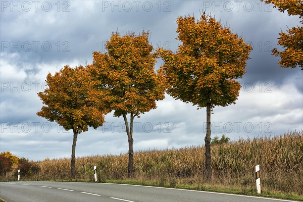 Norway maple