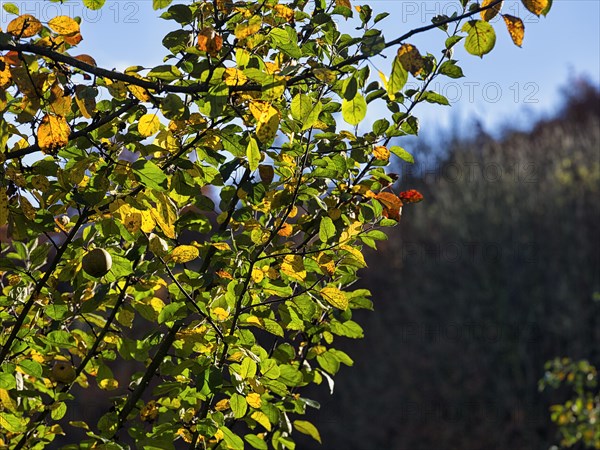 Apple tree with autumn leaves