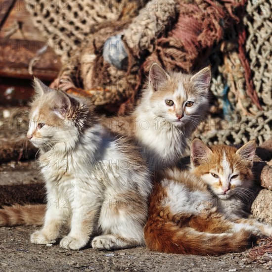 Three kittens