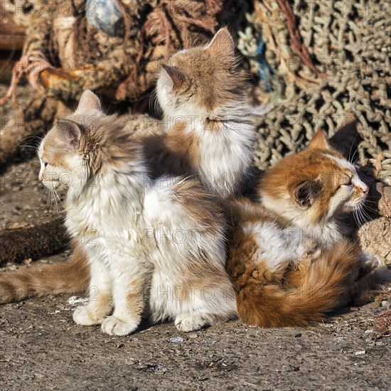 Three kittens