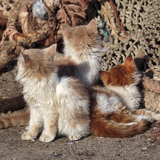 Three kittens from behind