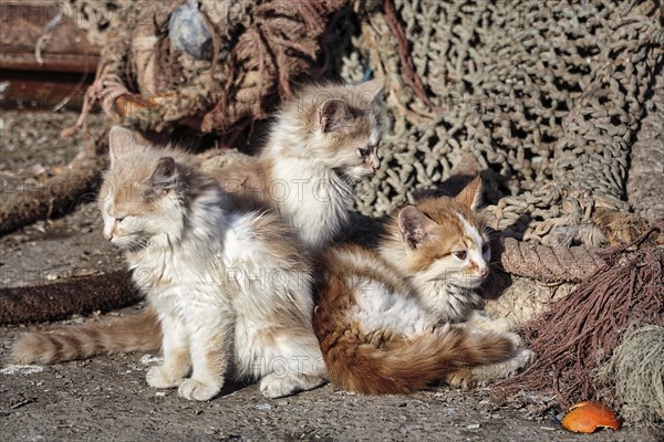 Three kittens