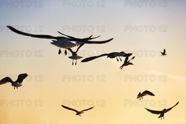 Seagulls