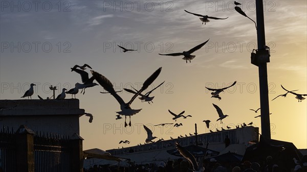 Seagulls