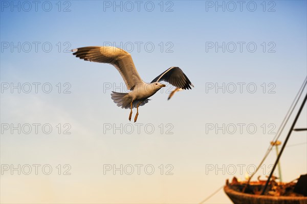 Single seagull flying in the evening light