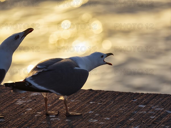 Calling yellow-legged gull