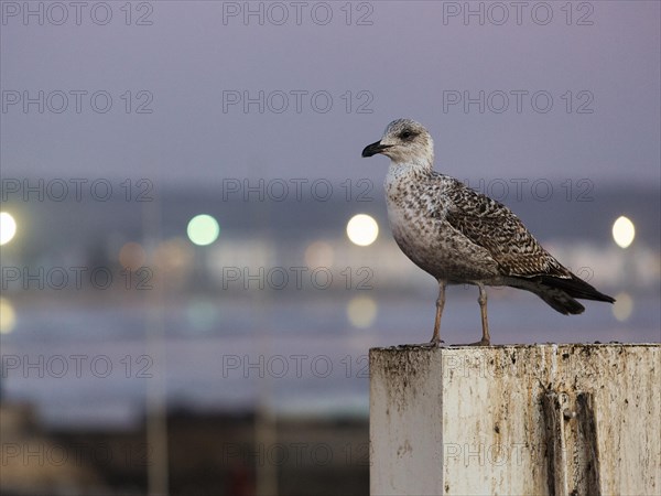 Juvenile yellow-legged gull