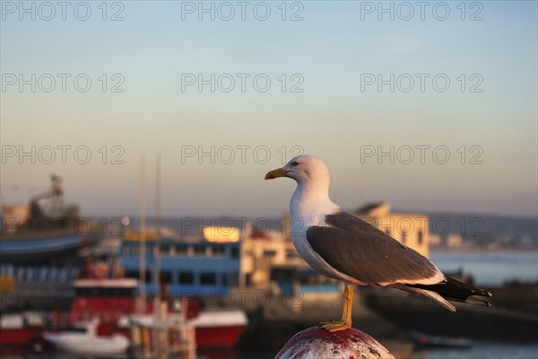 Yellow-legged gull