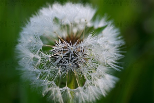 Close-up