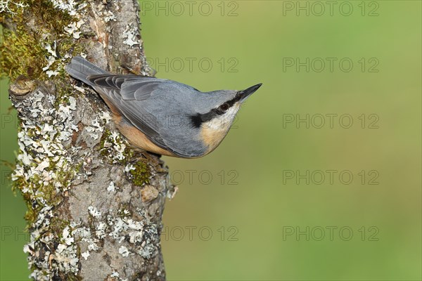 Eurasian nuthatch