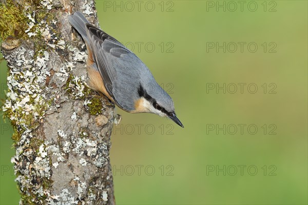 Eurasian nuthatch