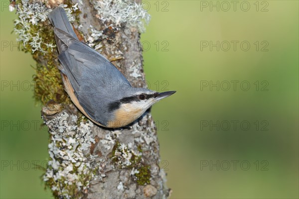 Eurasian nuthatch