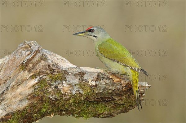 Grey-headed woodpecker