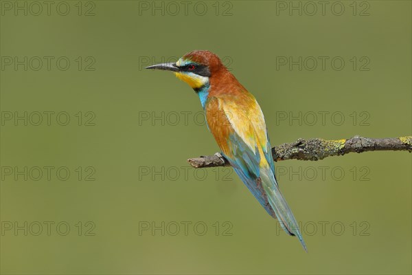 European bee-eater