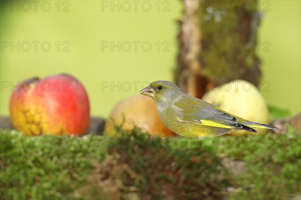 European greenfinch