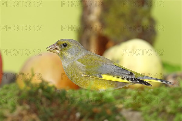 European greenfinch