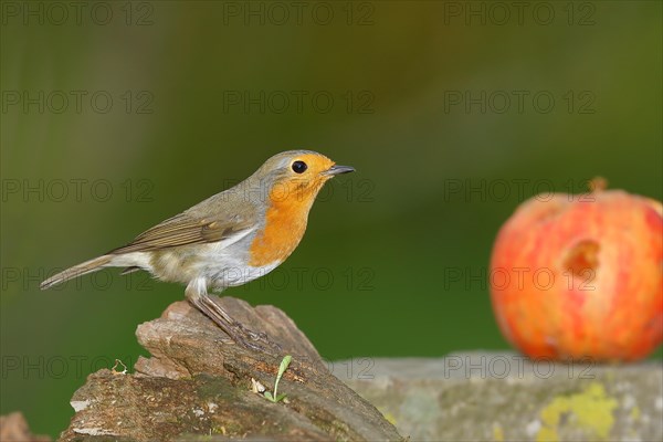 European robin