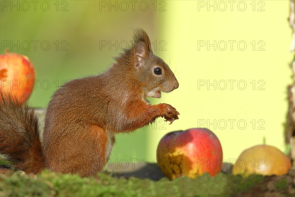 Eurasian red squirrel