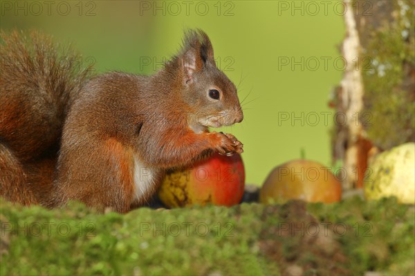 Eurasian red squirrel