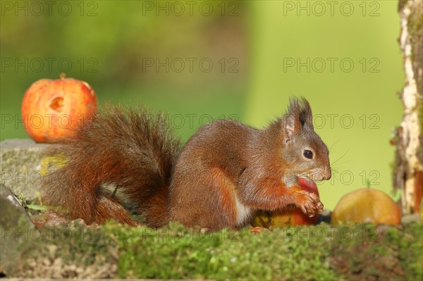 Eurasian red squirrel