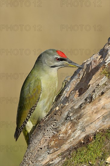 Grey-headed woodpecker