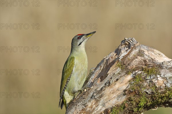 Grey-headed woodpecker