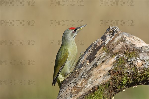 Grey-headed woodpecker