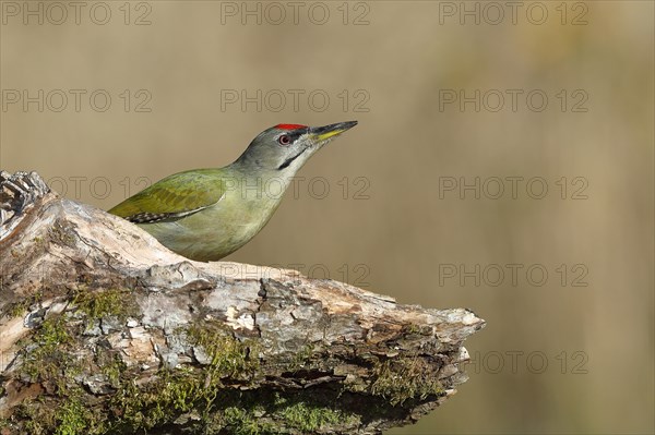 Grey-headed woodpecker