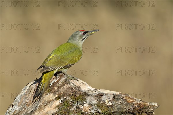 Grey-headed woodpecker