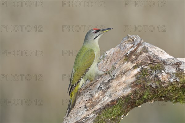 Grey-headed woodpecker