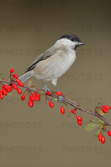 Willow Tit