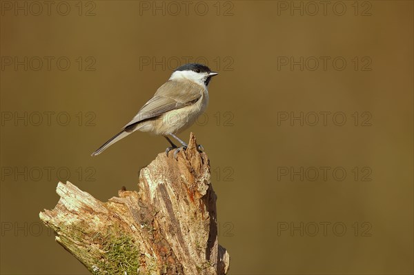 Marsh Tit