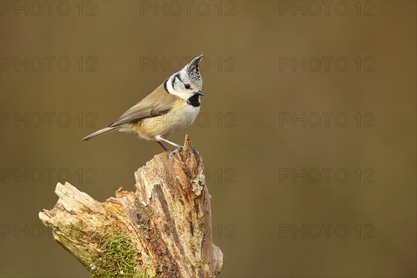 Crested Tit