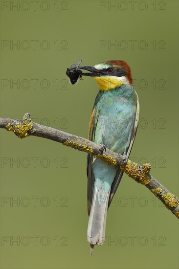 European bee-eater