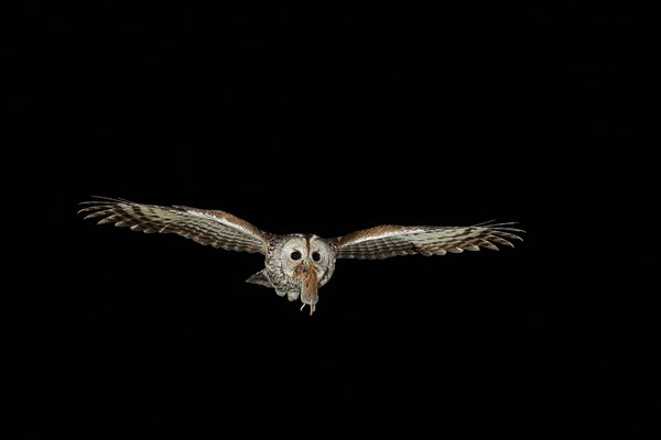 Tawny owl