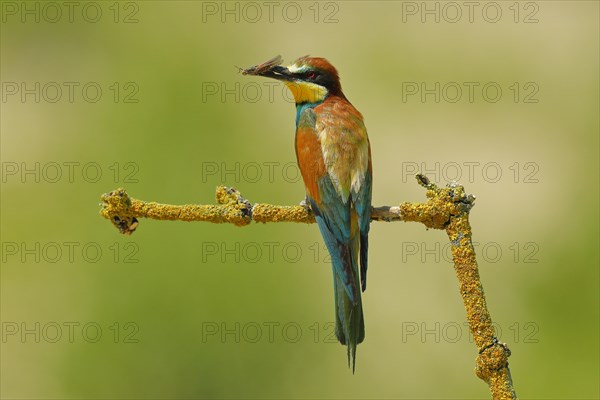 European bee-eater