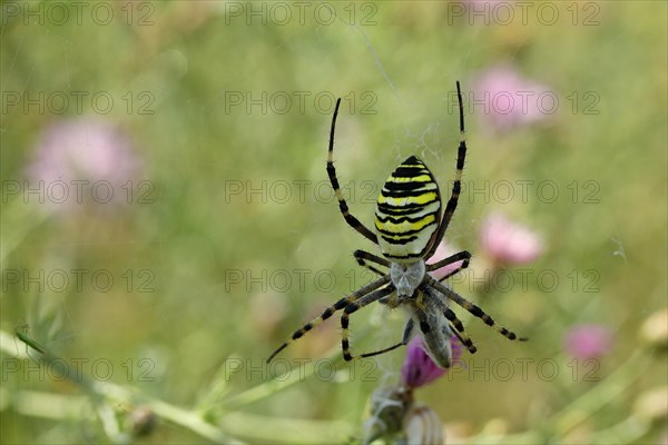 Wasp spider