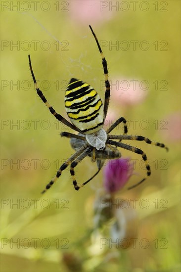 Wasp spider