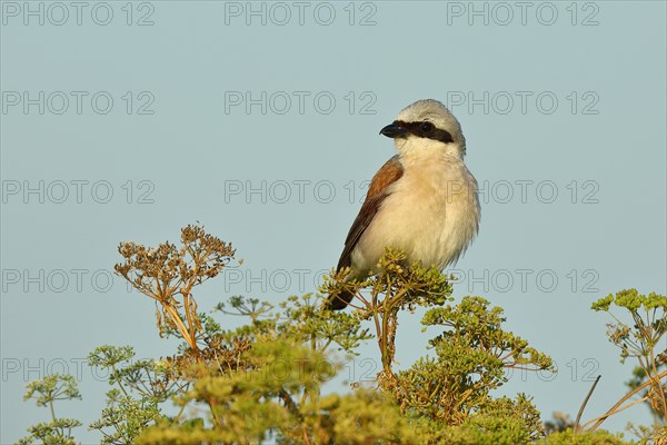 Red-backed Shrike