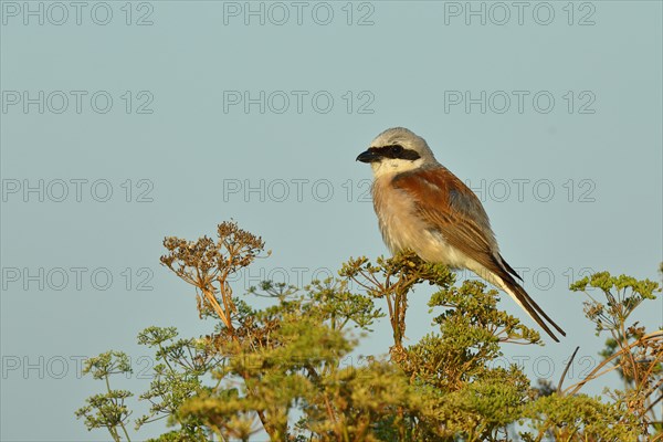 Red-backed Shrike