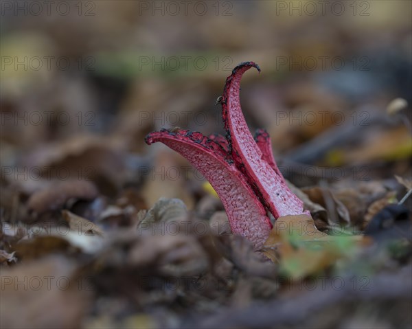 Octopus stinkhorn