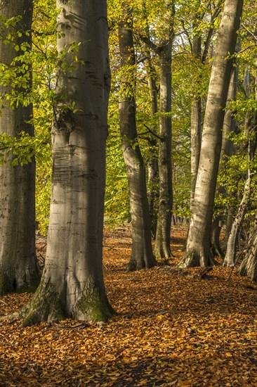 Common beech