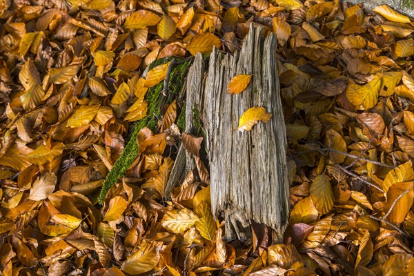 Wooden stump in autumn forest with beech leaves