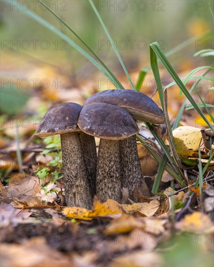 Birch bolete