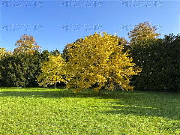 Black mulberry